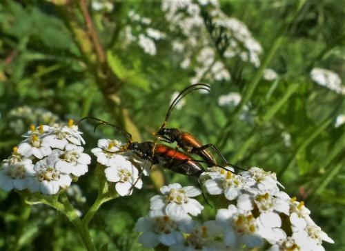 Réf. 185 510 : Stenurella melanura